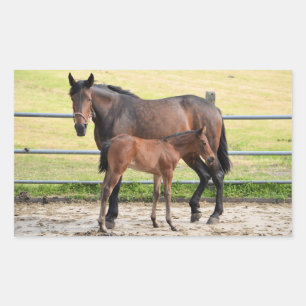 Etiquetas de cavalos