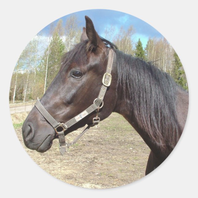 Etiquetas de cavalos (Frente)