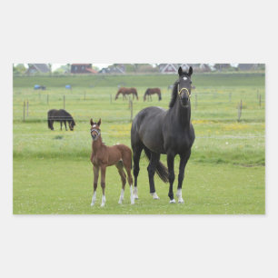 Etiquetas de cavalos