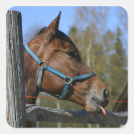 Etiquetas de cavalos