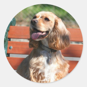 Etiquetas de cocker spaniel