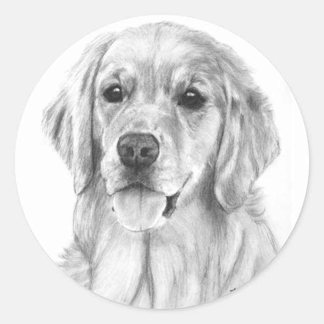 Etiquetas de Desenho do Retriever de ouros (Frente)