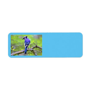 Etiquetas de endereço de devolução Blue Jay por