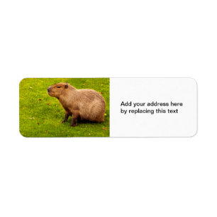 Etiquetas de Endereço de Devolução de Capivara