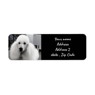 Etiquetas de Endereço de Poodle Branco