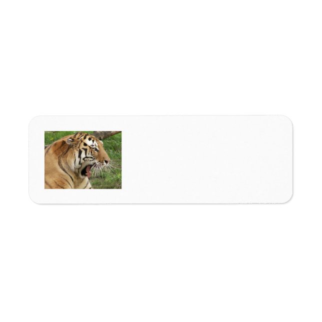 Etiquetas de Endereço do Tigre (Frente)