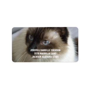Etiquetas de endereço Siamese do gatinho