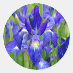 Etiquetas de Flor Íris Azul