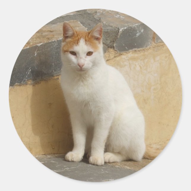 Etiquetas de gato (Frente)