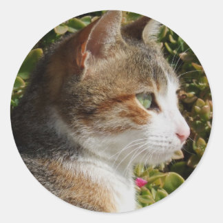 Etiquetas de gato