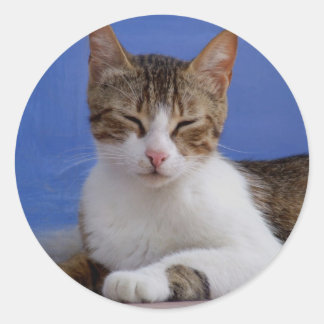 Etiquetas de gato