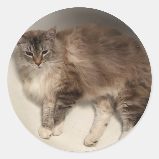 Etiquetas de gato (Frente)