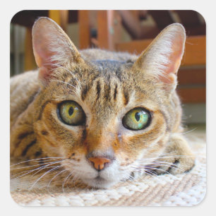 Etiquetas de gato cômico