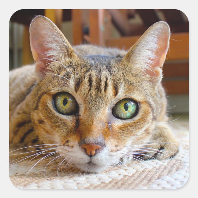 Etiquetas de gato cômico (Frente)