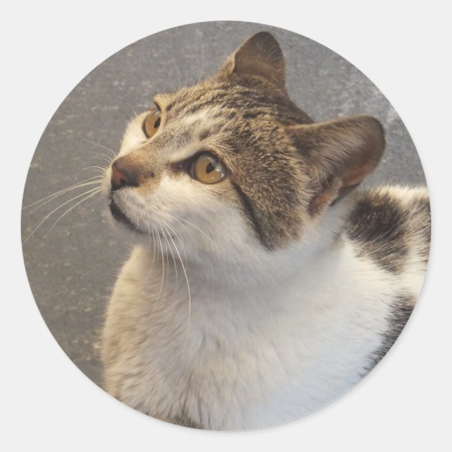 Etiquetas de gato personalizadas (Frente)