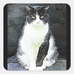 Etiquetas de Gato Preto e Branco