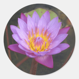 Etiquetas de Lotus