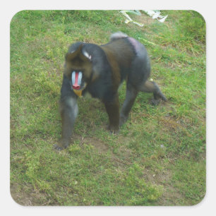 Etiquetas de Mandrill #5