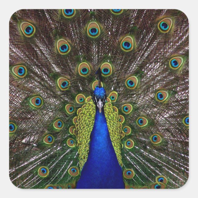 Etiquetas de Peacock Ortoadas (Frente)