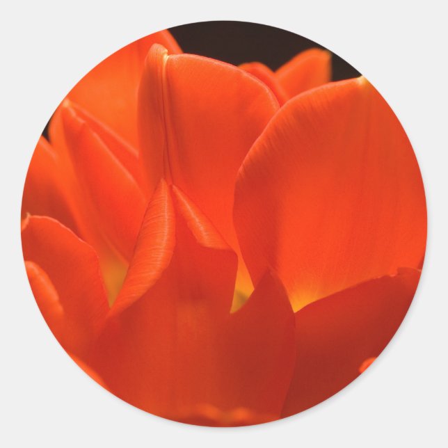 Etiquetas de Petéis de Tulip (Frente)