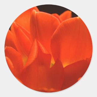 Etiquetas de Petéis de Tulip