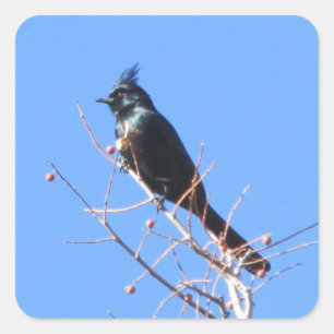 Etiquetas de Phainopepla
