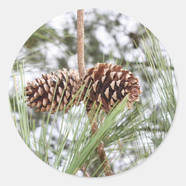 Etiquetas de pinheiro (Frente)