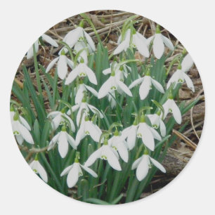 Etiquetas de Snowdrops