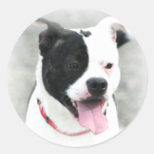 Etiquetas de Staffordshire Terrier americano