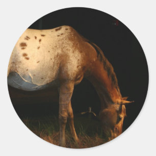 Etiquetas do Appaloosa