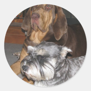 Etiquetas do Bloodhound e do Schnauzer diminuto