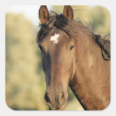 Eu amo a cara do cavalo das etiquetas dos cavalos
