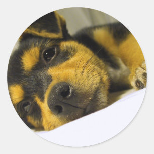 Etiquetas do filhote de cachorro da chihuahua
