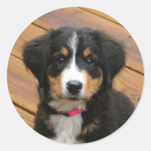 Etiquetas do filhote de cachorro da montanha de