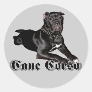 Etiquetas do filhote de cachorro de Corso do