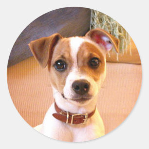 Etiquetas do filhote de cachorro de Jack Russell