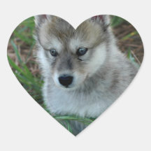 Etiquetas do filhote de cachorro de lobo