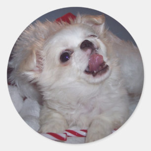 Etiquetas do filhote de cachorro do Natal