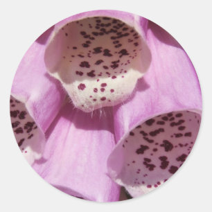 Etiquetas do Foxglove