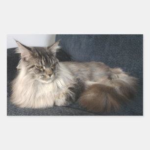 Etiquetas do gato de racum de Maine