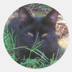 Etiquetas do gato preto