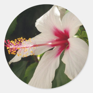Etiquetas do hibiscus