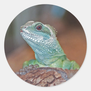Etiquetas do lagarto
