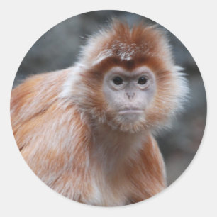 Etiquetas do Langur