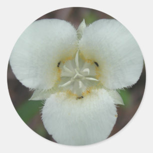 Etiquetas do lírio de Sego