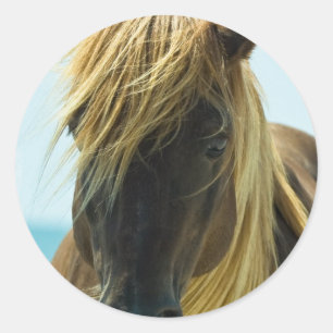 Etiquetas do mustang