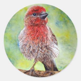 Etiquetas do passarinho