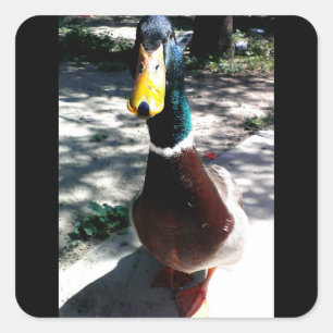 Etiquetas do pato
