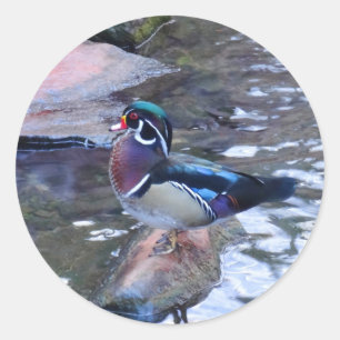 Etiquetas do pato de madeira #3