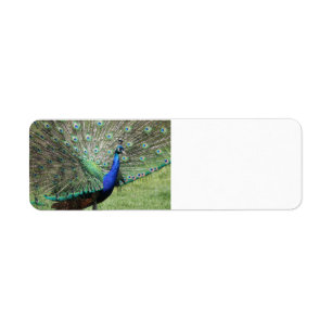 Etiquetas do pavão